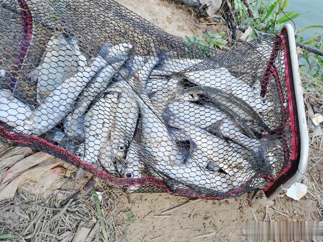 钓鱼|是个钓鱼人,都经历过这些“糟心事”