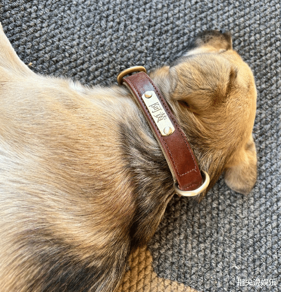 旧情难忘?杨颖晒母子合照庆中秋,爱犬名字曝光,网友:思念晓明