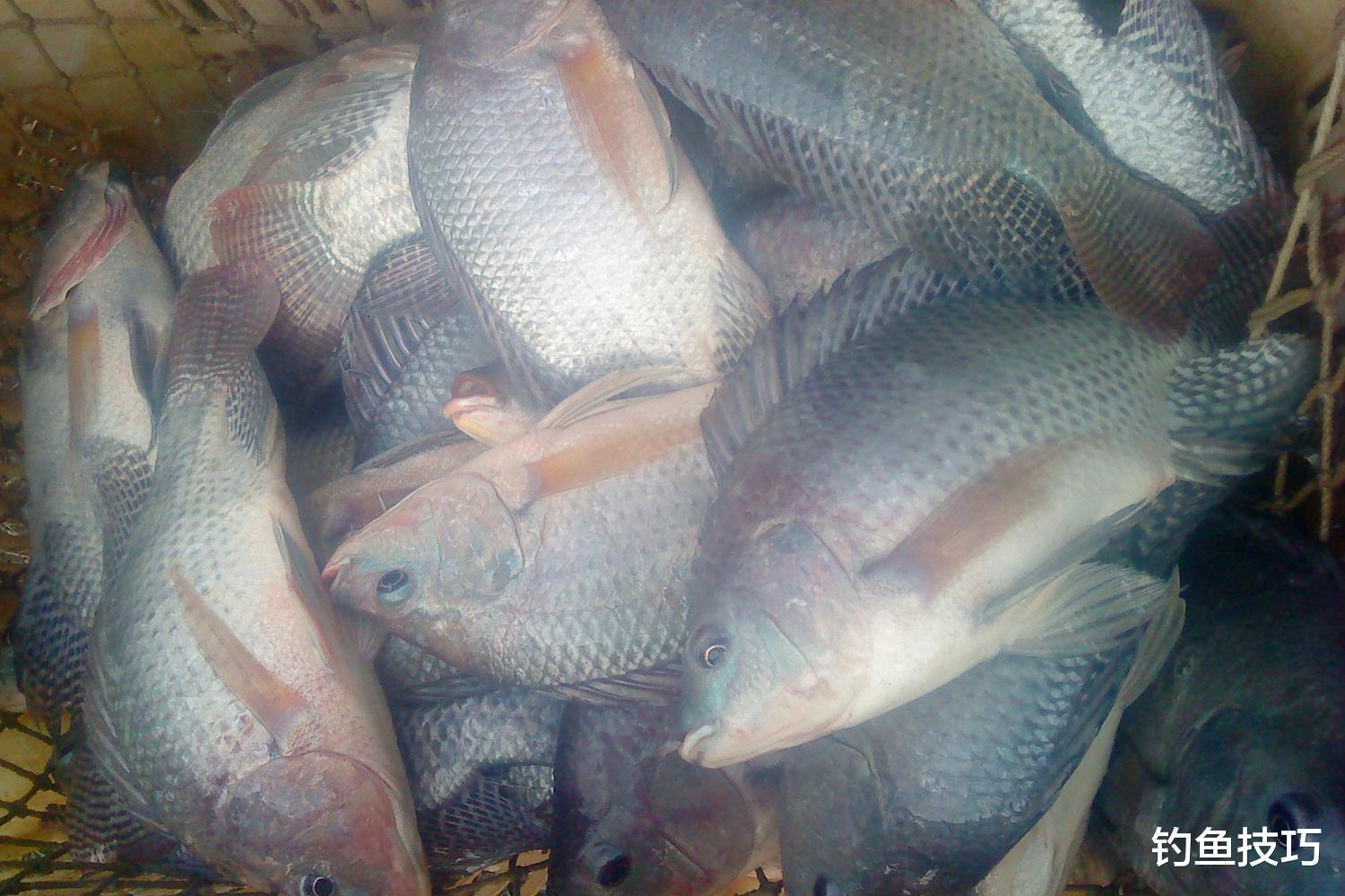 |冬天钓大罗非鱼的4个秘诀,南方的钓友们一定要学会