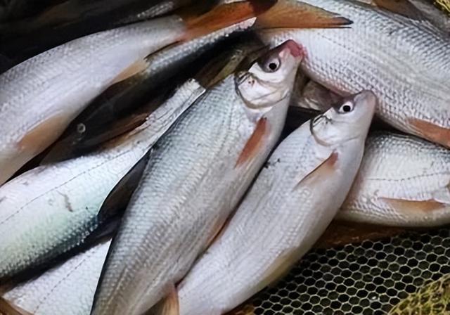 鲫鱼|春季野钓黄尾,选位是重中之重!