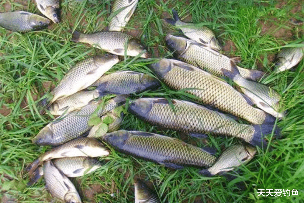 |夏季野钓,找4种万能钓位,白天晚上都上大鱼