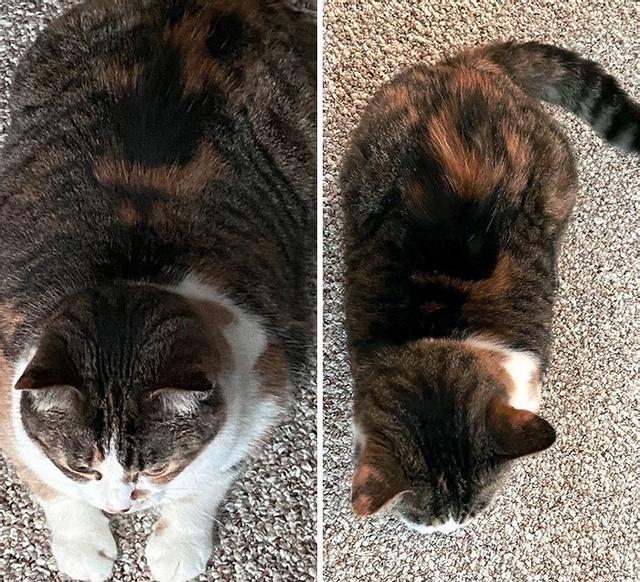 外国铲屎官晒自家猫猫减肥前后对比,每个可爱的小胖子都是潜力股!