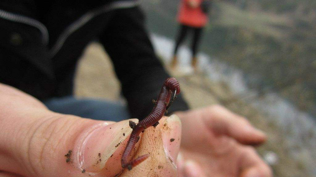 |春季饵料的选择与应变！朴实经验让你轻松享受钓鱼，少走几年弯路