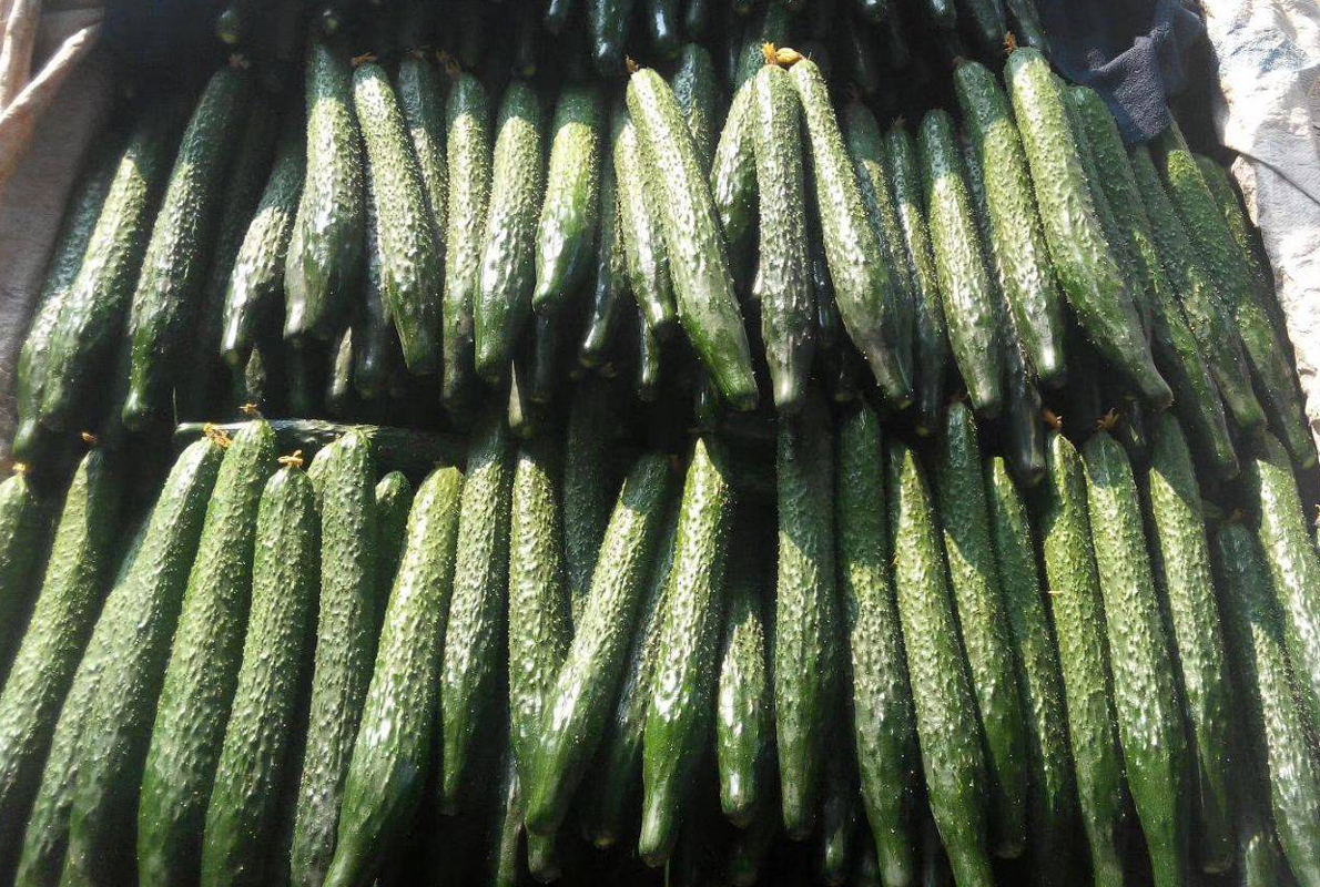 |凉皮内放黄瓜丝被罚5000元引争议,违法吗?农民:担心以后卖给谁