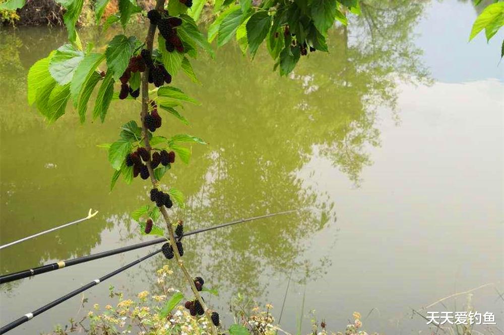 夏季一定钓深水?这些地形只需钓浅,大鱼比深水还要多