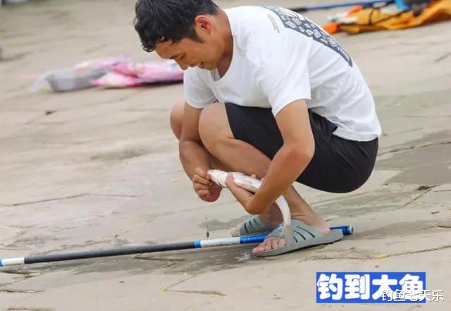钓鱼|武汉杨泗港大鱼沸腾，钓鱼人蜂拥而至！专家：鱼群释放了警戒物质