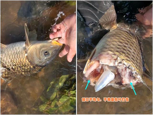 鲫鱼|死鱼正口!男子钓起鲫鱼,鱼身已腐烂,网友:快点回去,安全第一