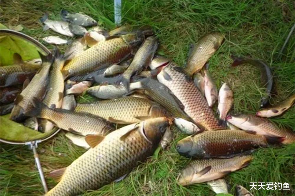 |夏季天热,大鱼在这些地方避暑,找准了位置轻松连竿