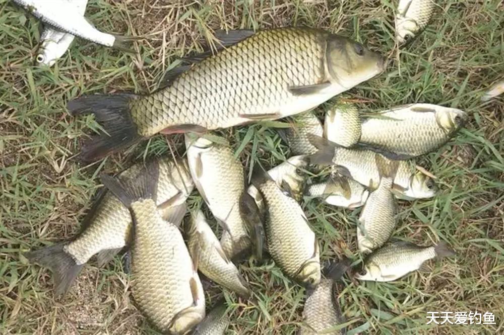 盛夏野钓鲫鱼,2种钓法小中取大,天热也能钓到大鲫鱼