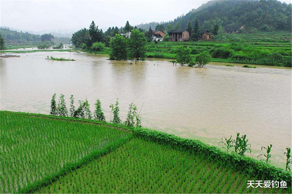 暴雨|初夏野钓，3种天气大鱼觅食时间长，爆护几率增加十倍