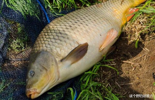 钓获鲤鱼几率大的两种现象，一定不能错过！钓鲤鱼有时无需太刻意