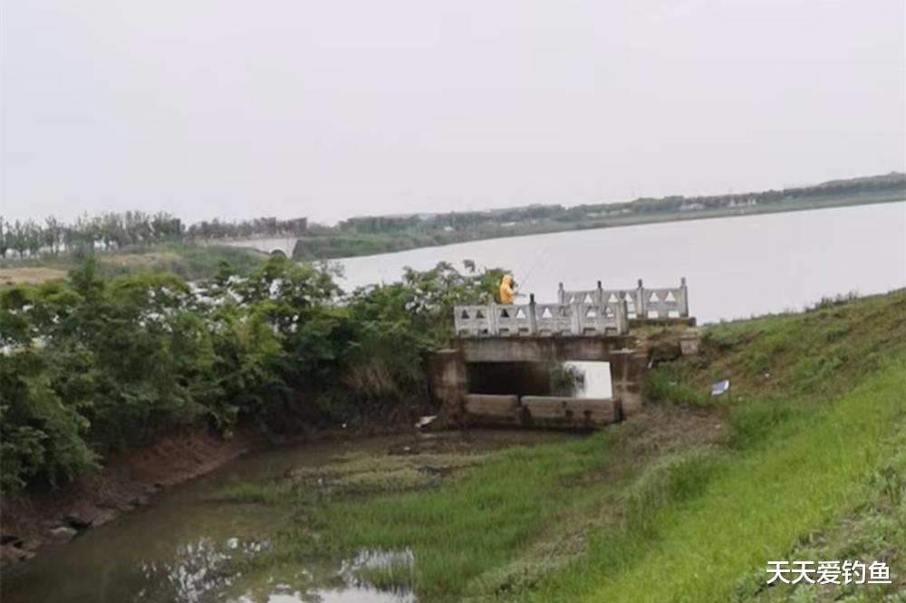 鲫鱼|春季浅滩钓鲫鱼，选3种天气和4种钓位，想不爆护都难