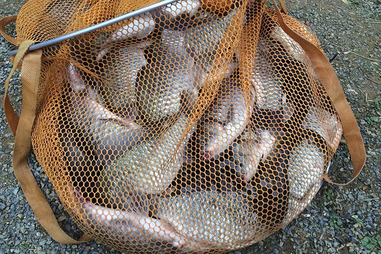 秋季到了用腥香饵的时候了，但你清楚啥时用香、啥时用腥吗？