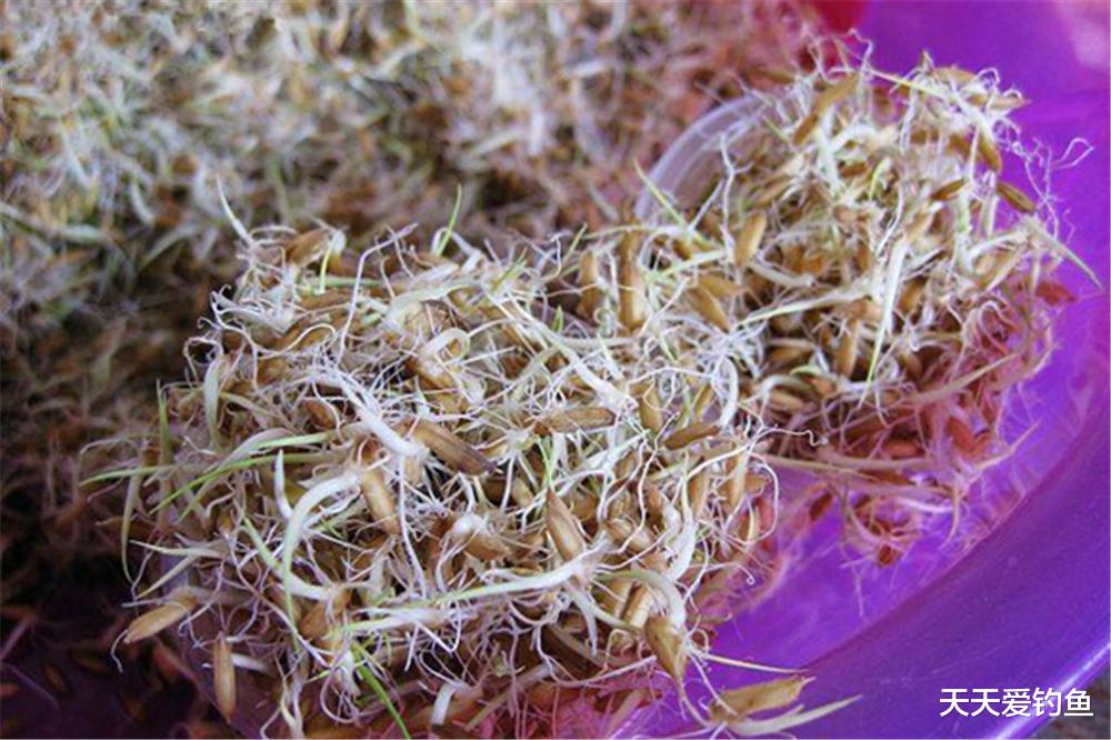 鲤鱼|春季大水面“憋”大货,用好这几招,大鱼一条接一条