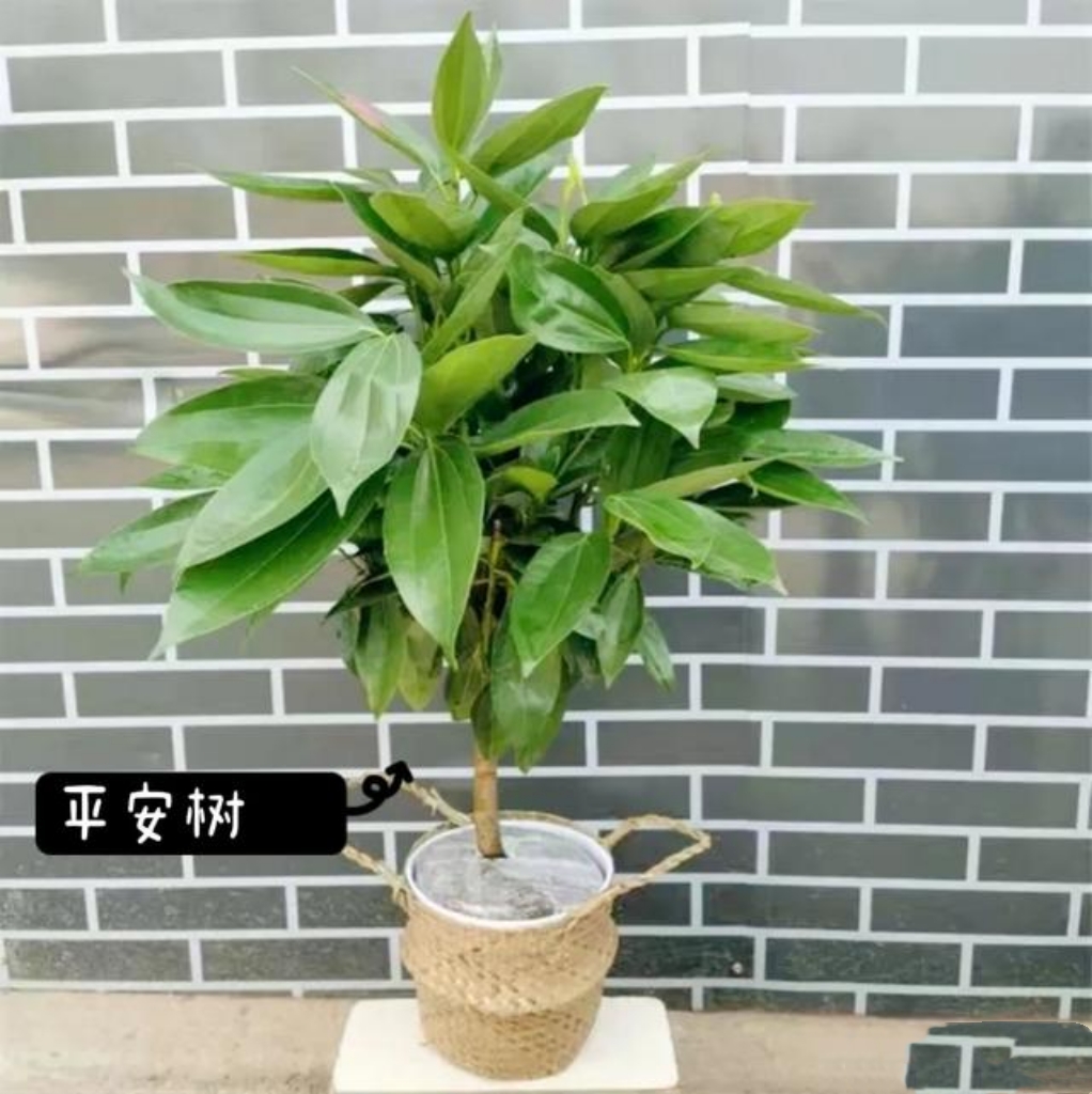 刚装修完房子,最适合放置哪些植物