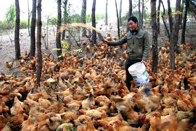 黄油|杀鸡时,肚子里有一块“黄油”常被丢掉,殊不知是个宝,涨知识了