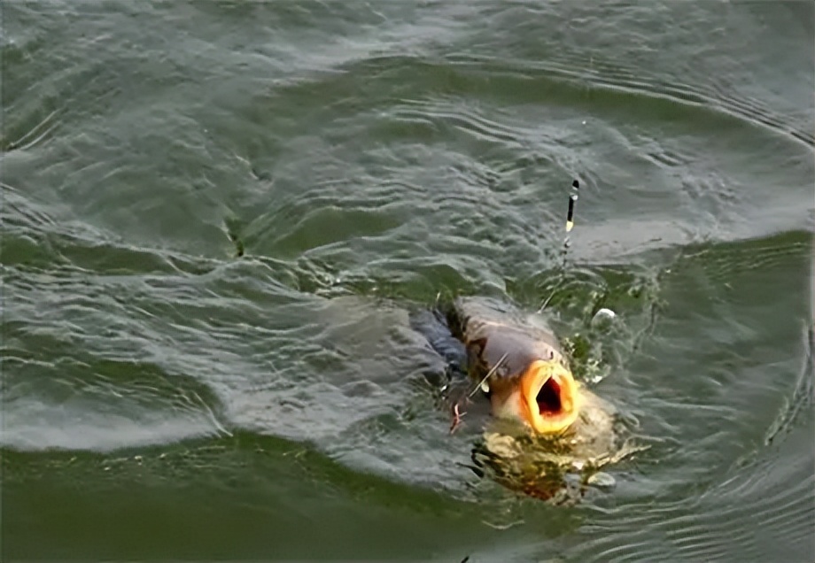 饵料|野钓时怎么布窝发窝时间短、诱鱼效果又持久?办法全在这