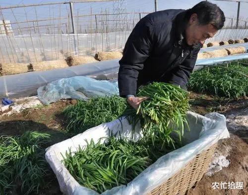 连涨半个月,一斤卖到7元,热度依然不减,网友:硬着头皮买的