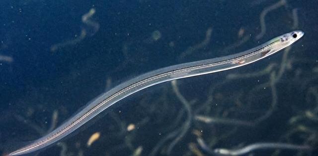 鳗鱼|曾经是猪饲料,现在却被卖到1万一斤,被誉为“西班牙国菜”?