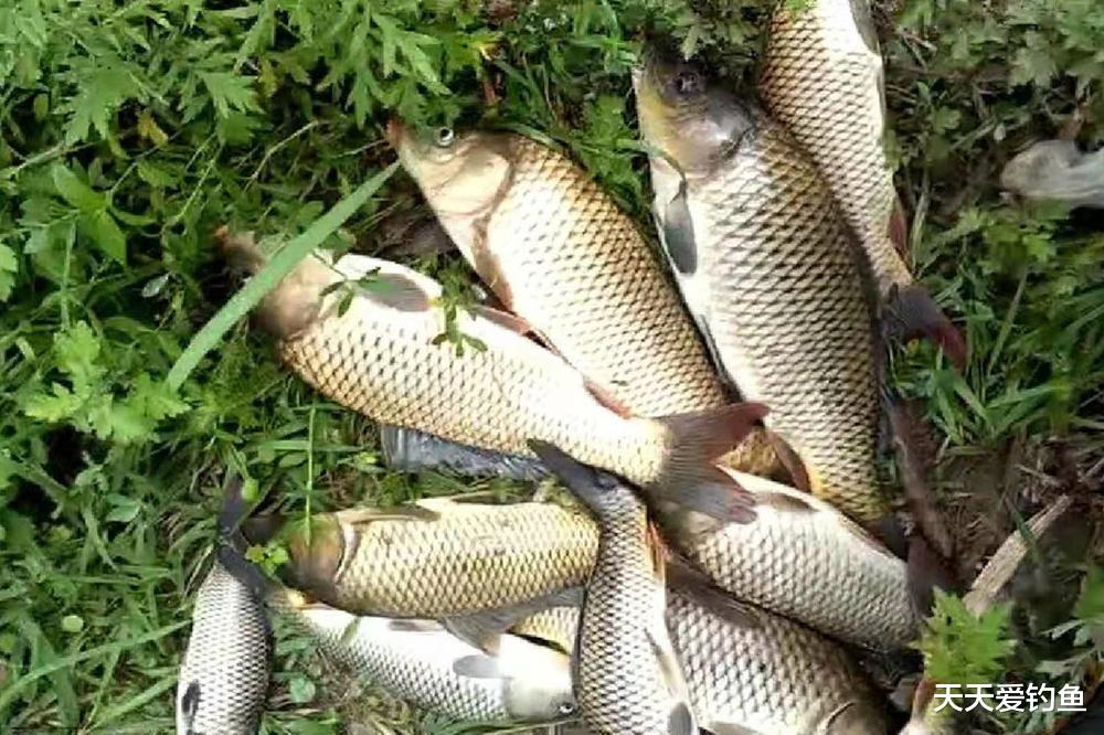 钓鱼|进入梅雨季,用好这些钓鱼绝招,越钓越惊喜