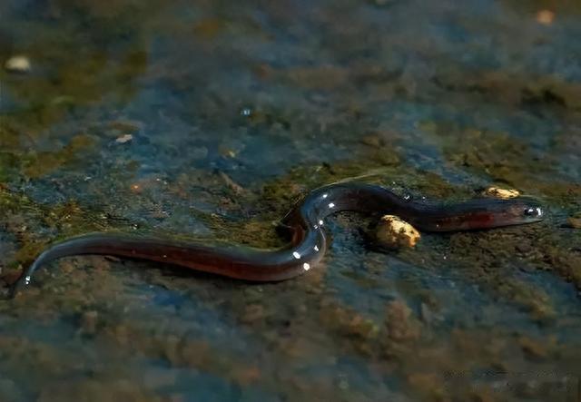 鳗鱼|曾经是猪饲料,现在却被卖到1万一斤,被誉为“西班牙国菜”?