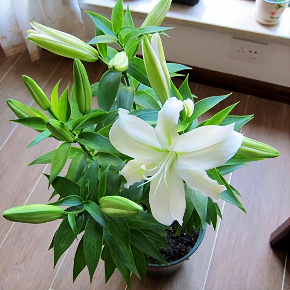 香水百合花有毒吗?适合在室内养吗? - 生活资讯(主打网)