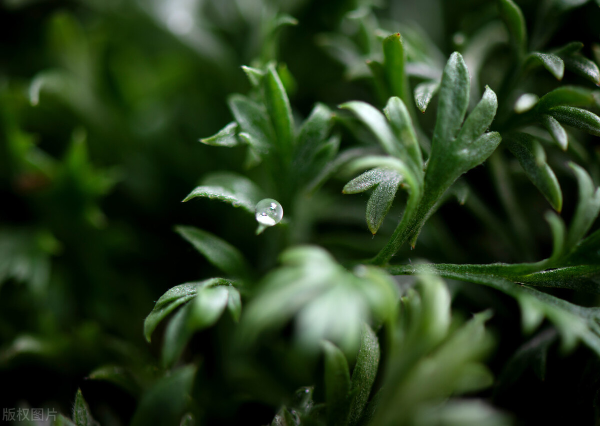 立春第一野菜,人称“养肝草”,挖一盆,解腻又好吃,多吃肝脏好