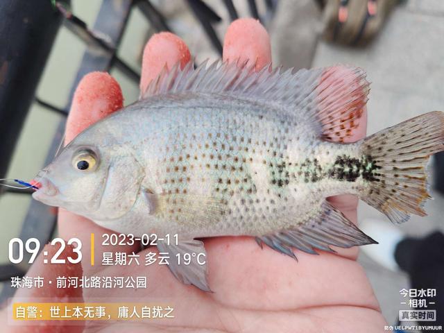 |浪急风高，大鱼偶得，罗非应接不暇