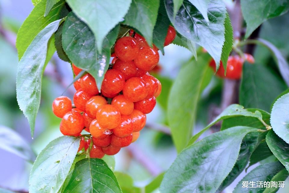 桑葚|4.20号谷雨，无论多忙，记得吃1肉，2果，3菜，应季而食身体棒