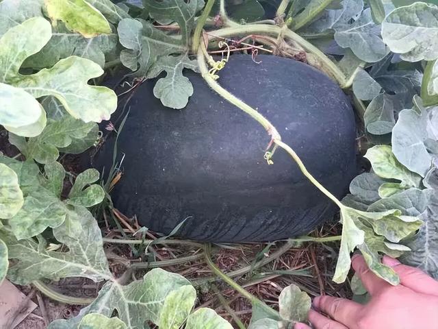 |30年前风靡一时的水果,1个轻松长到30斤,为何如今销声匿迹?