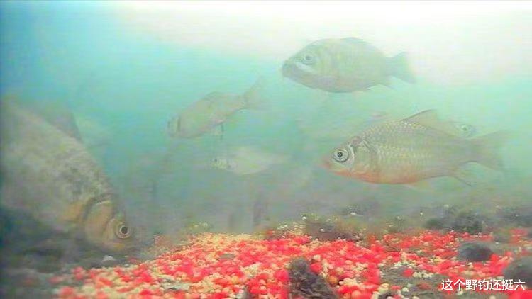 老钓位鱼只吃窝料不咬钩？不重视这两点，有鱼没口只能怪自己！