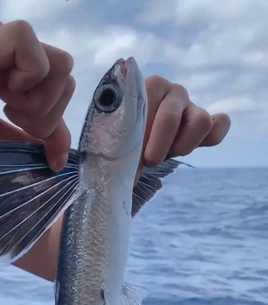 钓鱼|钓鱼圈意外遇难最大的官,深圳钓鱼协会副会长海钓遇险意外身亡