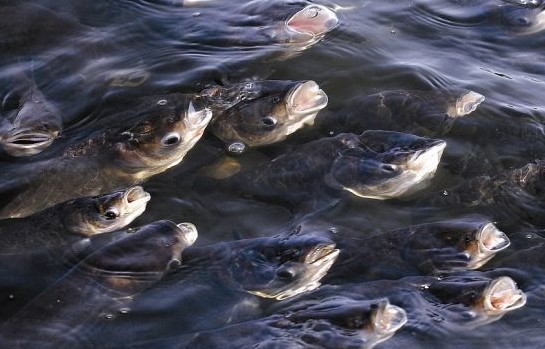 |入夏后野钓有风好钓鱼,但要“3选3不选”,才能有个好渔获