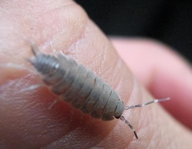 中药里的“杜冷丁”：鼠妇，快！持久！不成瘾！