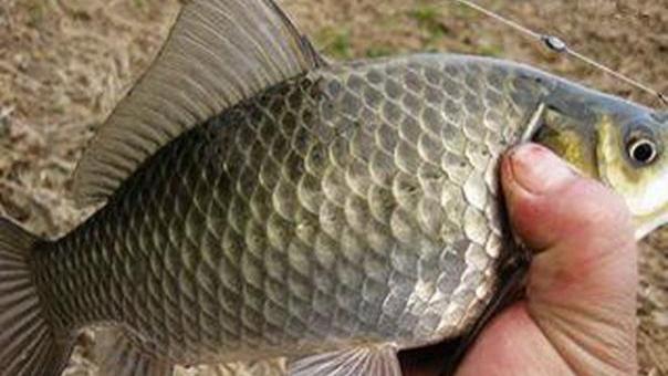 钓鱼不想跑鱼？从渔具到技巧，从细节到总结，教你如何做到！