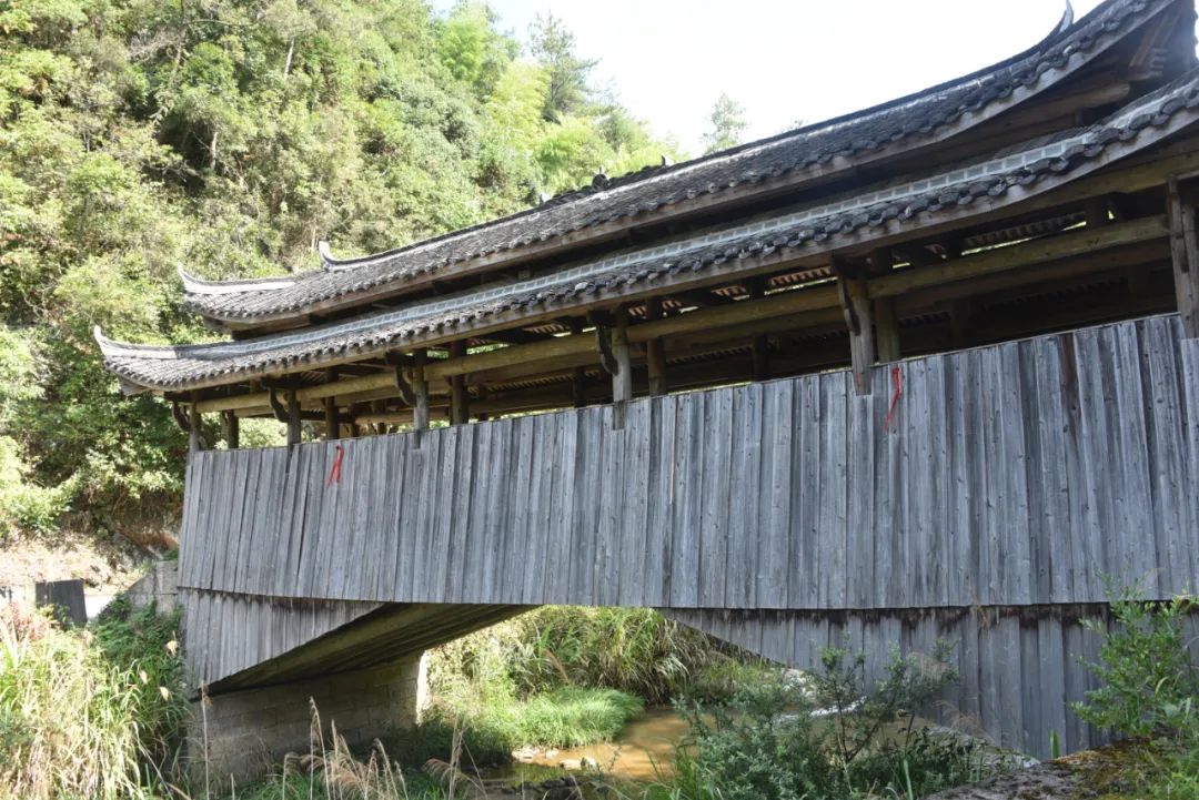 摄影比赛|浙南深山中有座中国传统村落，用石头建造，被多肉覆盖！