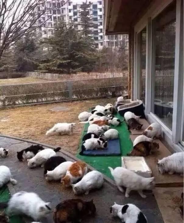 36岁的“神仙姐姐”刘亦菲,身价百亿豪车遍地,为何无人敢娶?一直单身