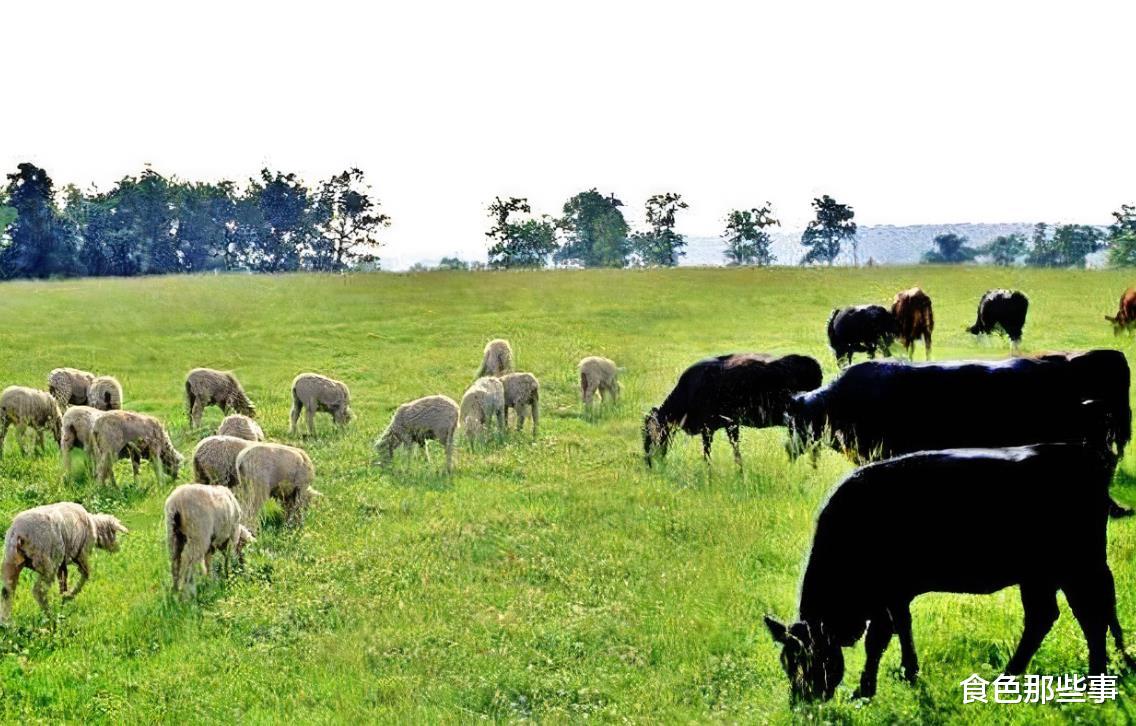 网络小说|二战后为什么美国人很少吃羊肉了?原来背后的原因是这个!