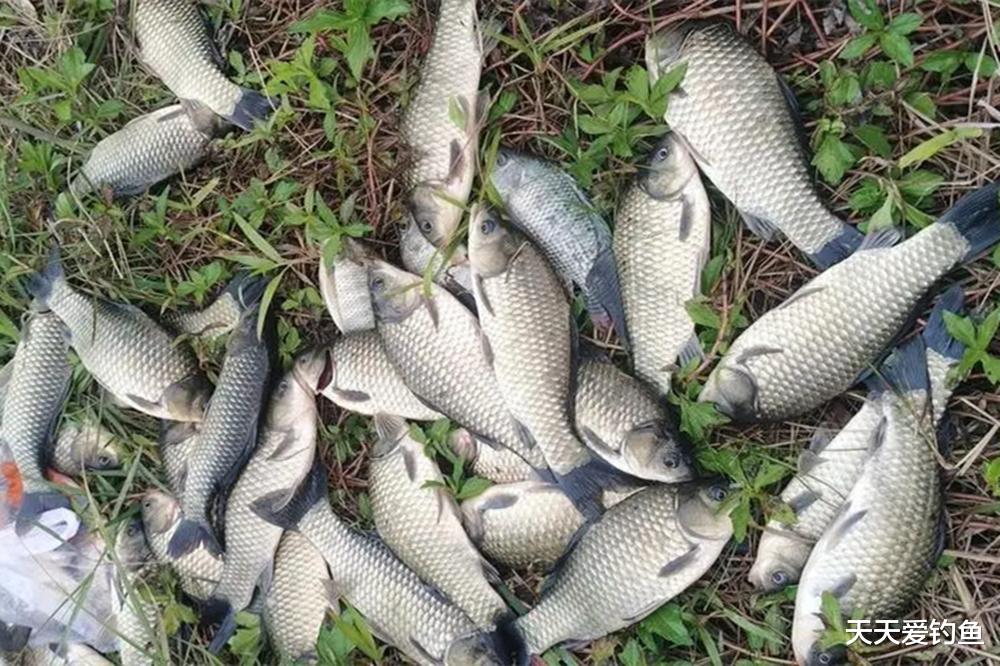 几个麦粒饵料配方，杂鱼咬不动，大鲫鱼手到擒来