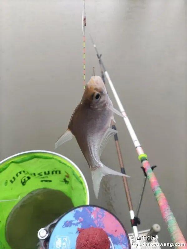 鲤鱼|断崖式降温,巧搭饵料擒斤鲫
