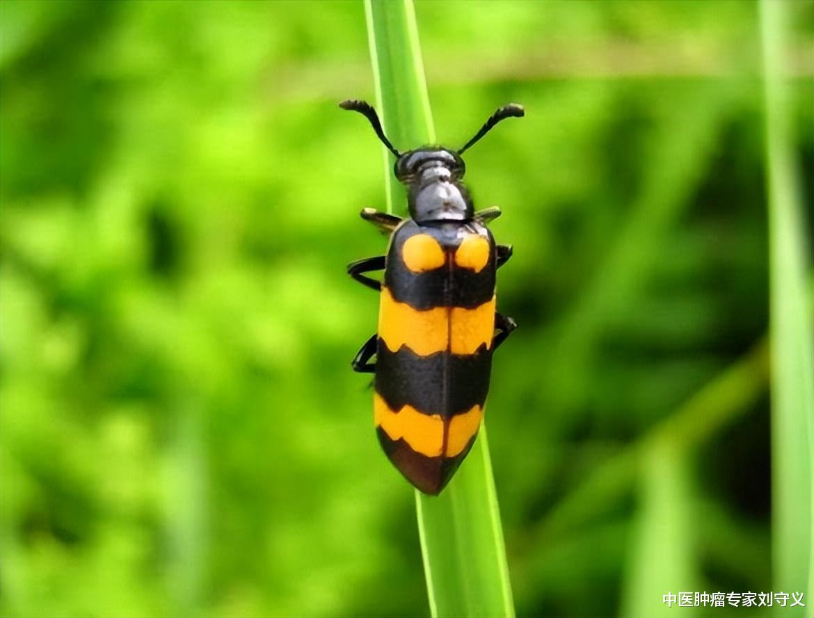 抗癌中药——斑蝥,攻毒逐瘀,散结消症,用于多种癌症 - 健康资讯(主打