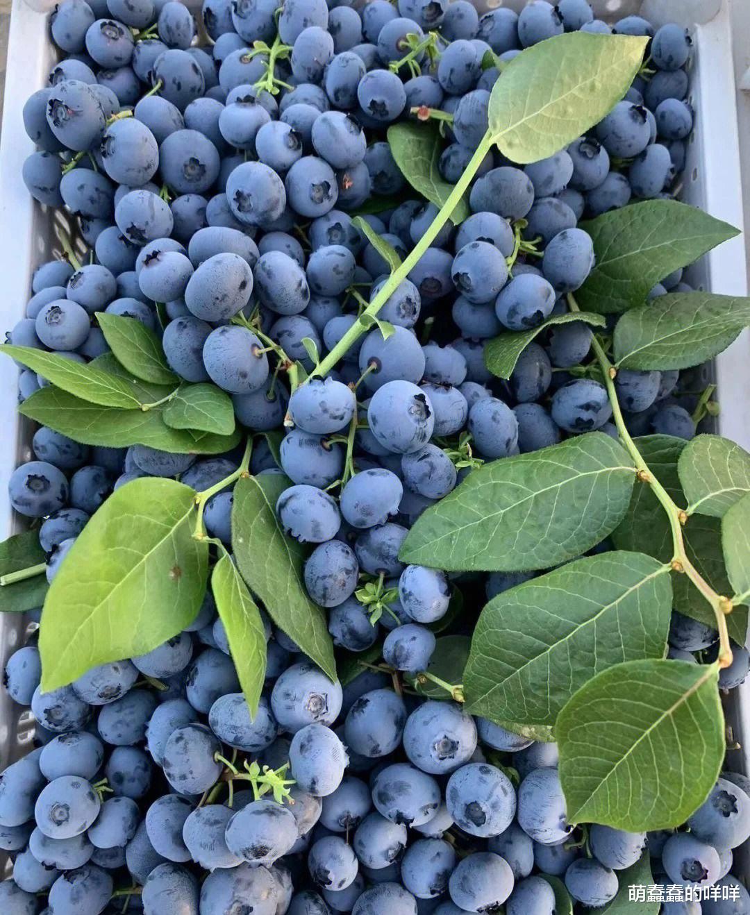 “美容养颜神器”!三天吃一次,滋润皮肤、延缓衰老,女性要多吃