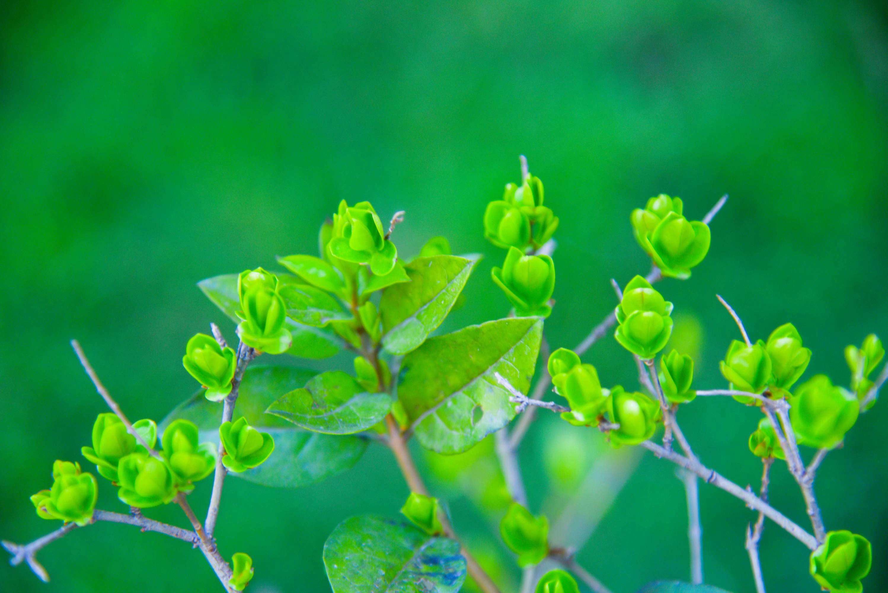 运势|猫巫先生12星座周运2023年5.22-5.28:活跃积极,勇敢好奇