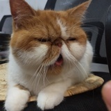 布布不犹豫