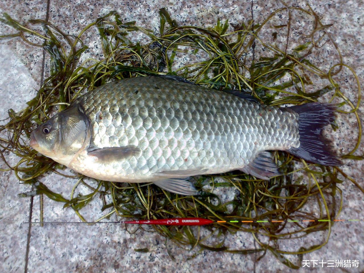 美食文化|鲫鱼曾是媲美海鲜黄花鱼的河中之鲜,但为啥现在的鲫鱼这么难吃了