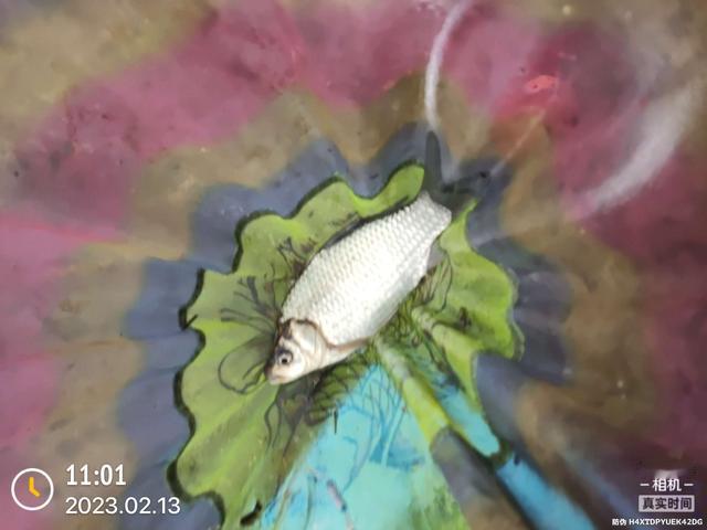 |意想不到,大鲫连连