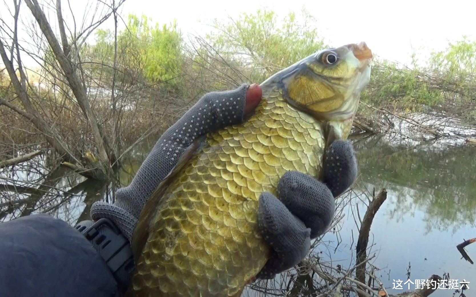 |钓友连竿上鱼的位置,为何你接窝却钓不到鱼?认清原因明白差在哪