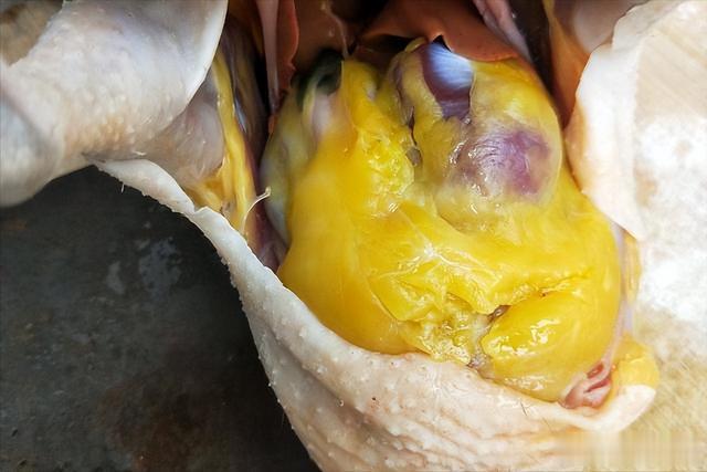 黄油|杀鸡时,肚子里有一块“黄油”常被丢掉,殊不知是个宝,涨知识了