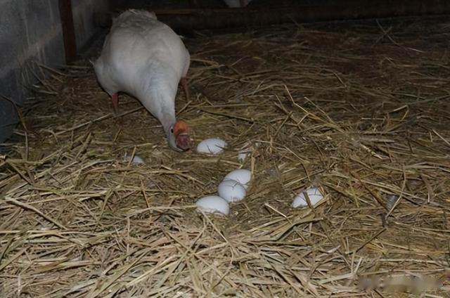 |鹅蛋为啥少有人吃?也很少有鹅蛋卖?我也是刚知道,真的涨知识了