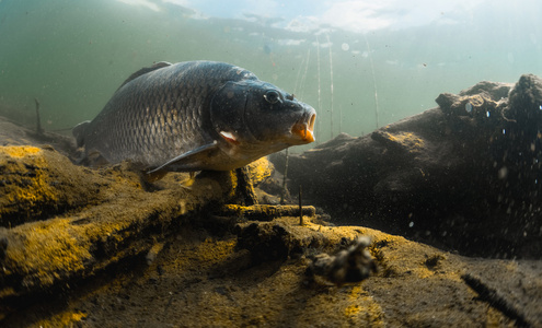 白蚁|夏季钓鱼必知:巧用腥味饵料,让你的钓鱼技能更上一层楼!